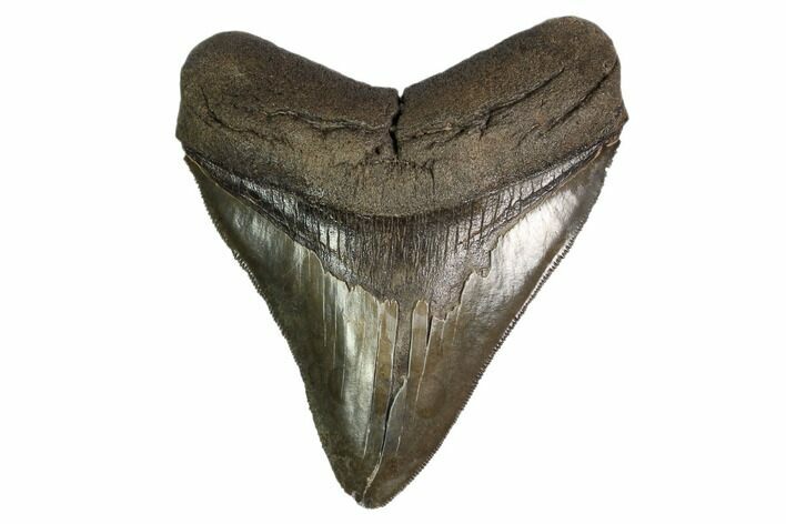 Serrated, Fossil Megalodon Tooth - Georgia #159737